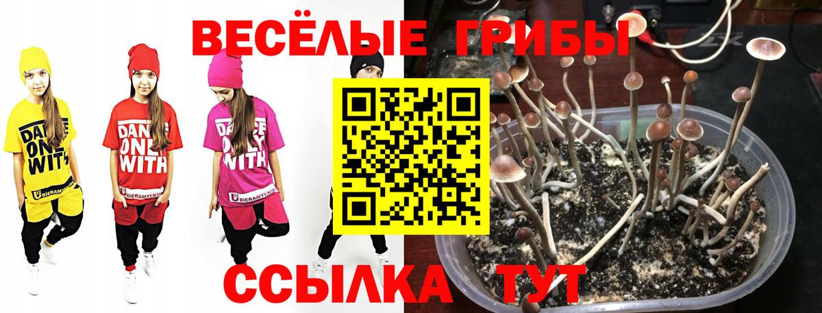Псилоцибиновые грибы Psilocybine cubensis Ачхой-Мартан